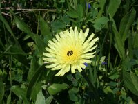 Urospermum dalechampii 8, Saxifraga-Jeroen Willemsen