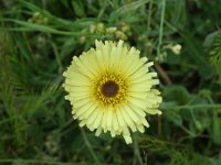 Urospermum dalechampii 9, Saxifraga-Jeroen Willemsen