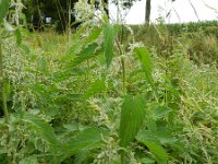 Urtica dioica 10, Grote brandnetel, Saxifraga-Rutger Barendse