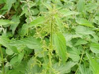 Urtica dioica 11, Grote brandnetel, Saxifraga-Rutger Barendse