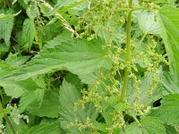 Urtica dioica 12, Grote brandnetel, Saxifraga-Rutger Barendse