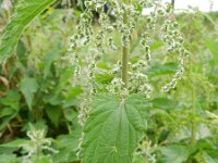 Urtica dioica 13, Grote brandnetel, Saxifraga-Rutger Barendse