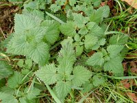 Urtica dioica 14, Grote brandnetel, Saxifraga-Rutger Barendse