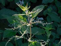 Urtica dioica 16, Grote brandnetel, Saxifraga-Ed Stikvoort