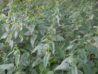 Urtica dioica 17, Grote brandnetel, Saxifraga-Mark Zekhuis