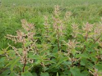 Urtica dioica 18, Grote brandnetel, Saxifraga-Ed Stikvoort