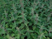 Urtica dioica 19, Grote brandnetel, Saxifraga-Ed Stikvoort