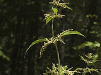 Urtica dioica 2, Grote brandnetel, Saxifraga-Jan van der Straaten