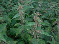 Urtica dioica 20, Grote brandnetel, Saxifraga-Ed Stikvoort