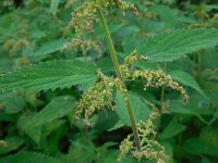 Urtica dioica 21, Grote brandnetel, Saxifraga-Ed Stikvoort