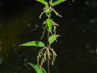 Urtica dioica 22, Grote brandnetel, Saxifraga-Ed Stikvoort