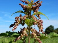Urtica dioica 24, Grote brandnetel, Saxifraga-Ed Stikvoort
