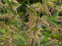 Flowering Common Nettle (Urtica dioica)  Flowering Common Nettle (Urtica dioica) : flower, flora, floral, nature, natural, growth, spring, springtime, summer, summertime, outside, outdoor, nobody, no people, common nettle, stinging, nettle, Urtica dioica, green, in flower, flowering, in bloom, plant, vascular plant