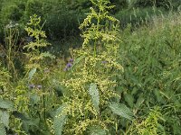 Flowering Common Nettle (Urtica dioica)  Flowering Common Nettle (Urtica dioica) : flora, floral, flower, flowers, common nettle, green, growth, natural, nature, nettle, plant, stinging, summer, summertime, Urtica dioica, vascular plant, no people, nobody, outdoors, outside, vascular