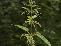 Urtica dioica 3, Grote brandnetel, Saxifraga-Jan van der Straaten