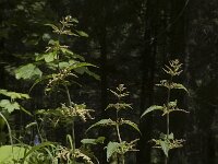 Urtica dioica 4, Grote brandnetel, Saxifraga-Jan van der Straaten