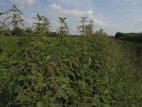 Urtica dioica 5, Grote brandnetel, Saxifraga-Rob Felix : Plantae, Plants, Project Natuurbalans, planten