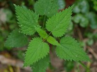 Urtica dioica 6, Grote brandnetel, Saxifraga-Rudmer Zwerver