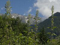 Urtica dioica 7, Grote brandnetel, Saxifraga-Jan van der Straaten