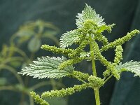 Urtica dioica 8, Grote brandnetel, Saxifraga-Jan van der Straaten