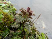 Urtica dioica 9, Grote brandnetel, Saxifraga-Rutger Barendse