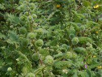 Urtica pilulifera 17, Saxifraga-Peter Meininger