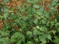 Urtica pilulifer 19, Bolletjesbrandnetel, Saxifraga-Ed Stikvoort : Melissani grot Drakopoulata - Sami Kefalonia s9900