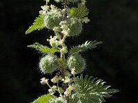 Urtica pilulifera 7, Saxifraga-Willem van Kruijsbergen