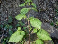 Urtica stachyoides 2, Saxifraga-Rutger Barendse