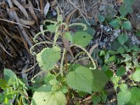 Urtica stachyoides 3, Saxifraga-Rutger Barendse