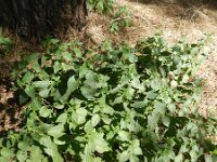 Urtica stachyoides 4, Saxifraga-Rutger Barendse