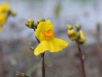 Utricularia australis 10, Loos blaasjeskruid, Saxifraga-Rutger Barendse