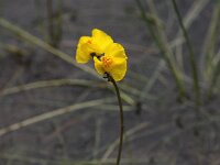 Utricularia australis 11, Loos blaasjeskruid, Saxifraga- Peter Meininger
