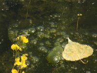 Utricularia australis 12, Loos blaasjeskruid, Saxifraga-Jan van der Straaten