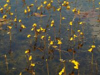 Utricularia australis 13, Loos blaasjeskruid, Saxifraga-Ed Stikvoort