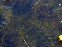 Utricularia australis 14, Loos blaasjeskruid, Saxifraga-Ed Stikvoort