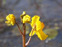 Utricularia australis 15, Loos blaasjeskruid, Saxifraga-Hans Dekker