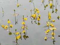 Utricularia australis 16, Loos blaasjeskruid, Saxifraga-Rutger Barendse
