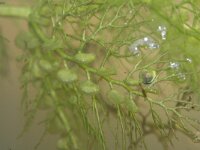 Utricularia australis 18, Loos blaasjeskruid, Saxifraga-Rutger Barendse