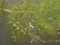 Utricularia australis 19, Loos blaasjeskruid, Saxifraga-Rutger Barendse