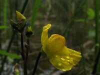 Utricularia australis 2, Loos blaasjeskruid, Saxifraga-Rutger Barendse
