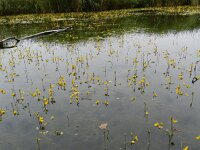 Utricularia australis 21, Loos blaasjeskruid, Saxifraga-Rutger Barendse