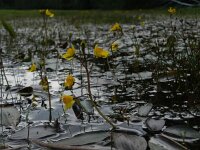 Utricularia australis 22, Loos blaasjeskruid, Saxifraga-Rutger Barendse