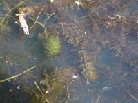 Utricularia australis 23, Loos blaasjeskruid, Saxifraga-Rutger Barendse
