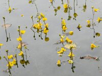 Utricularia australis 24, Loos blaasjeskruid, Saxifraga-Rutger Barendse