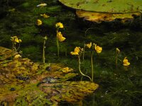 Utricularia australis 26, Loos blaasjeskruid, Saxifraga-Ed Stikvoort