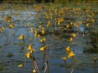 Utricularia australis 27, Loos blaasjeskruid, Saxifraga-Ed Stikvoort