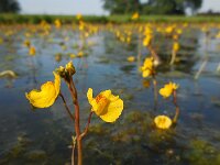 Utricularia australis 28, Loos blaasjeskruid, Saxifraga-Ed Stikvoort