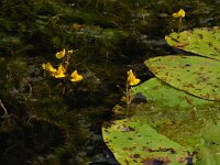 Utricularia australis 29, Loos blaasjeskruid, Saxifraga-Ed Stikvoort