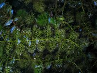 Utricularia australis 3, Loos blaasjeskruid, Saxifraga-Jasenka Topic